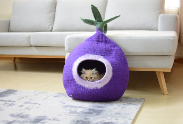 Cat in felt cat cave 